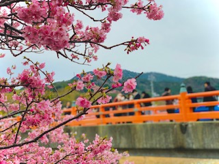 早春の桜並木へ！