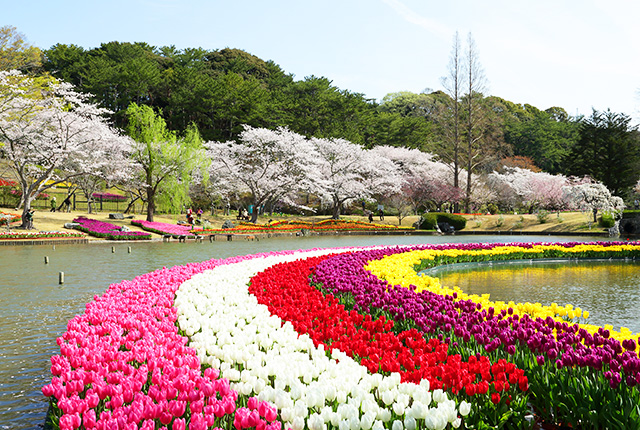 世界一美しい「桜とチューリップの庭園」