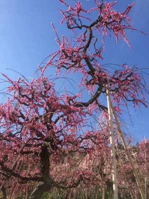 昇竜しだれ梅園☆