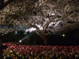 夜桜に行ってまいりました！！