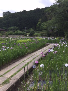 ６月の花