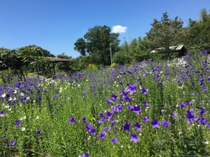 日本三大ききょう園