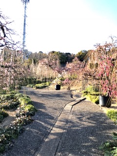 「しだれ梅」の季節が来ました！！