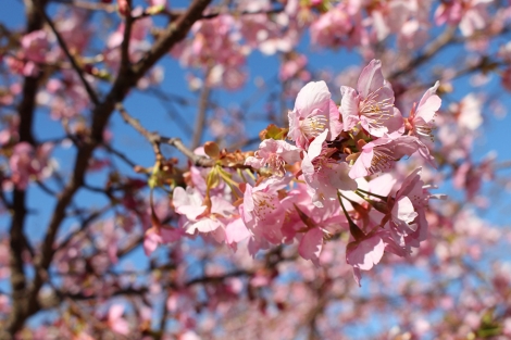 東大山の河津桜が満開で見頃を迎えています。