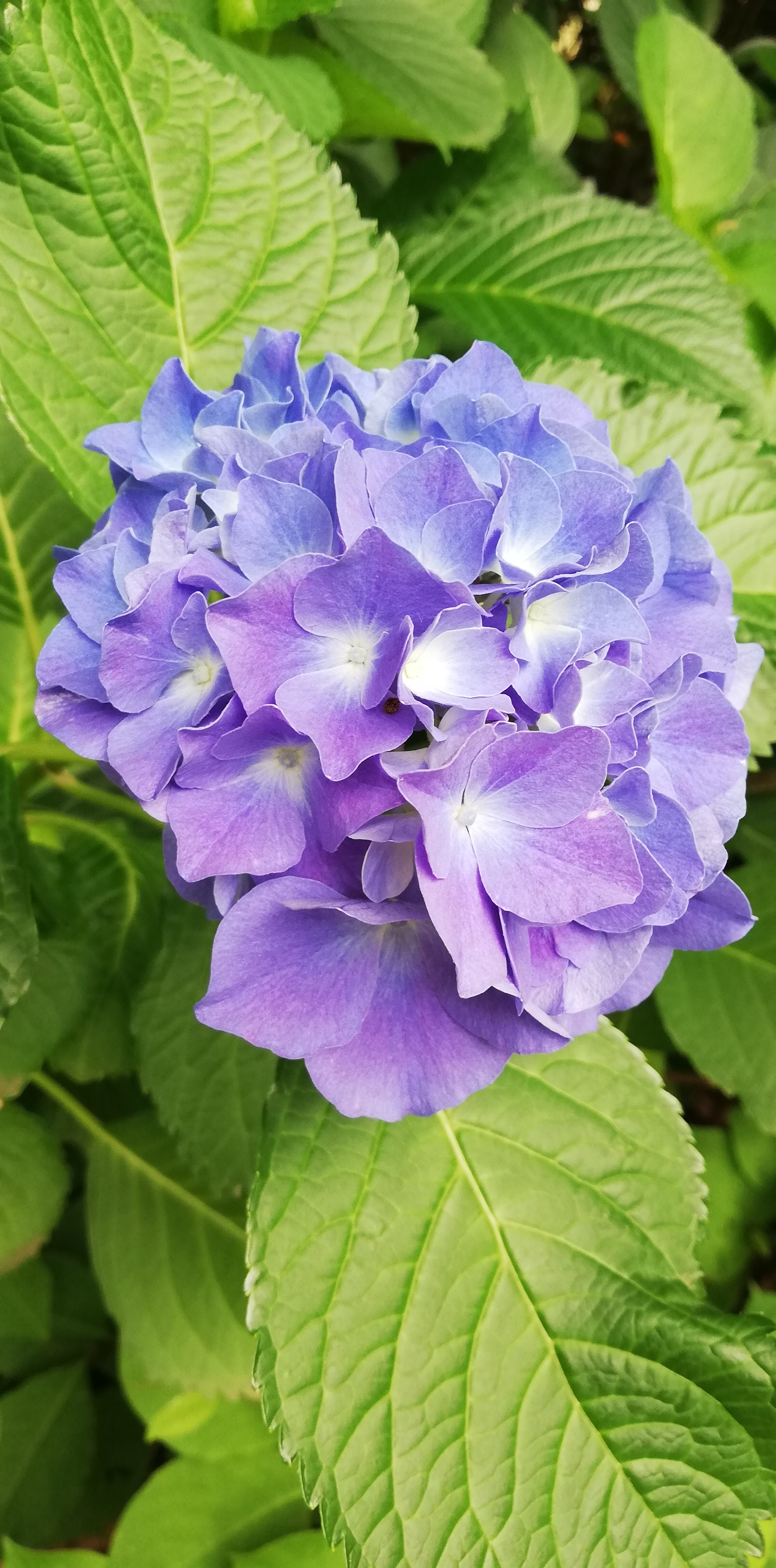 ♥癒しの紫陽花♥