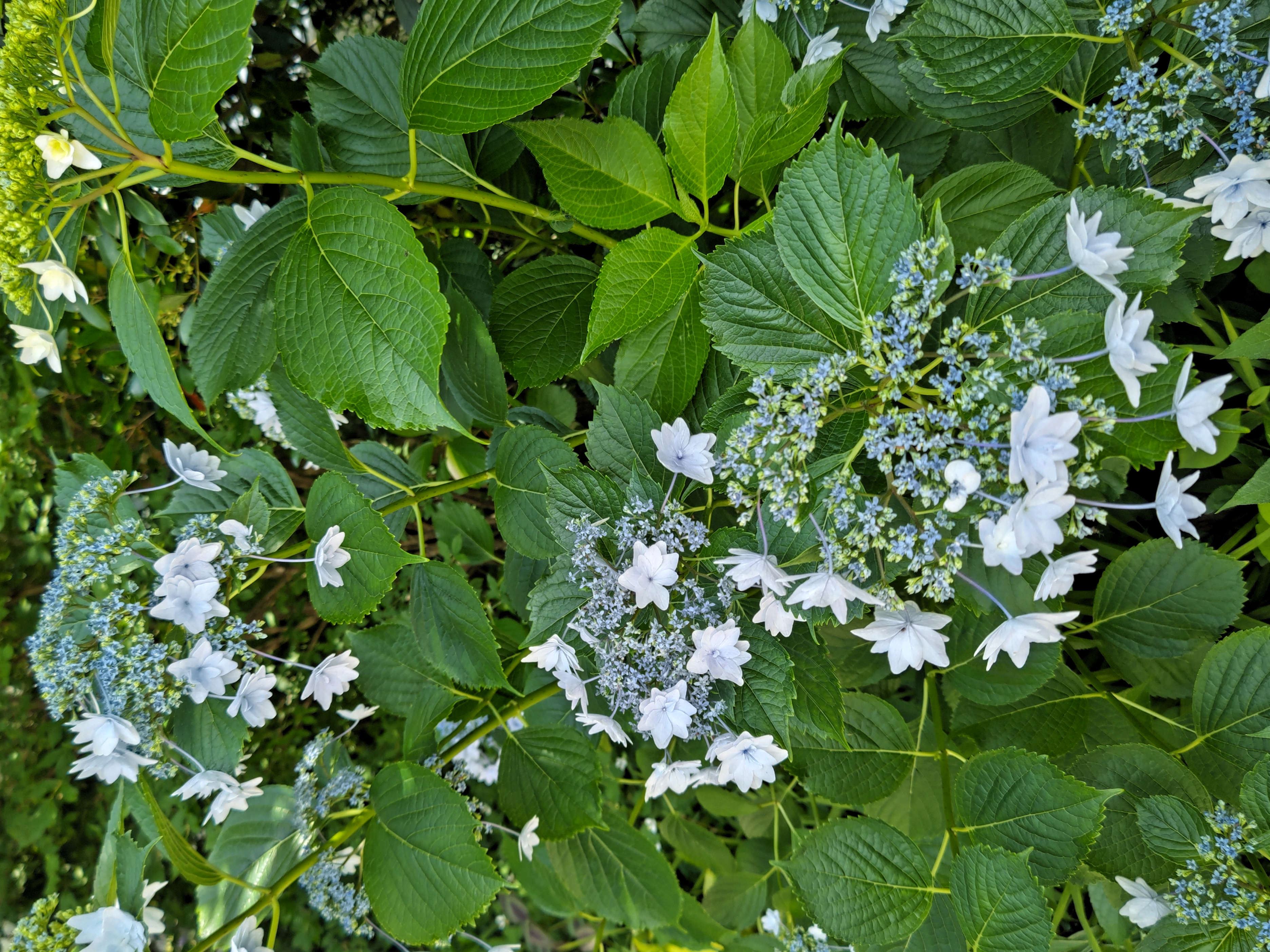 四季のガーデン～紫陽花特集～｜ウェルシーズンのスタッフによる浜松