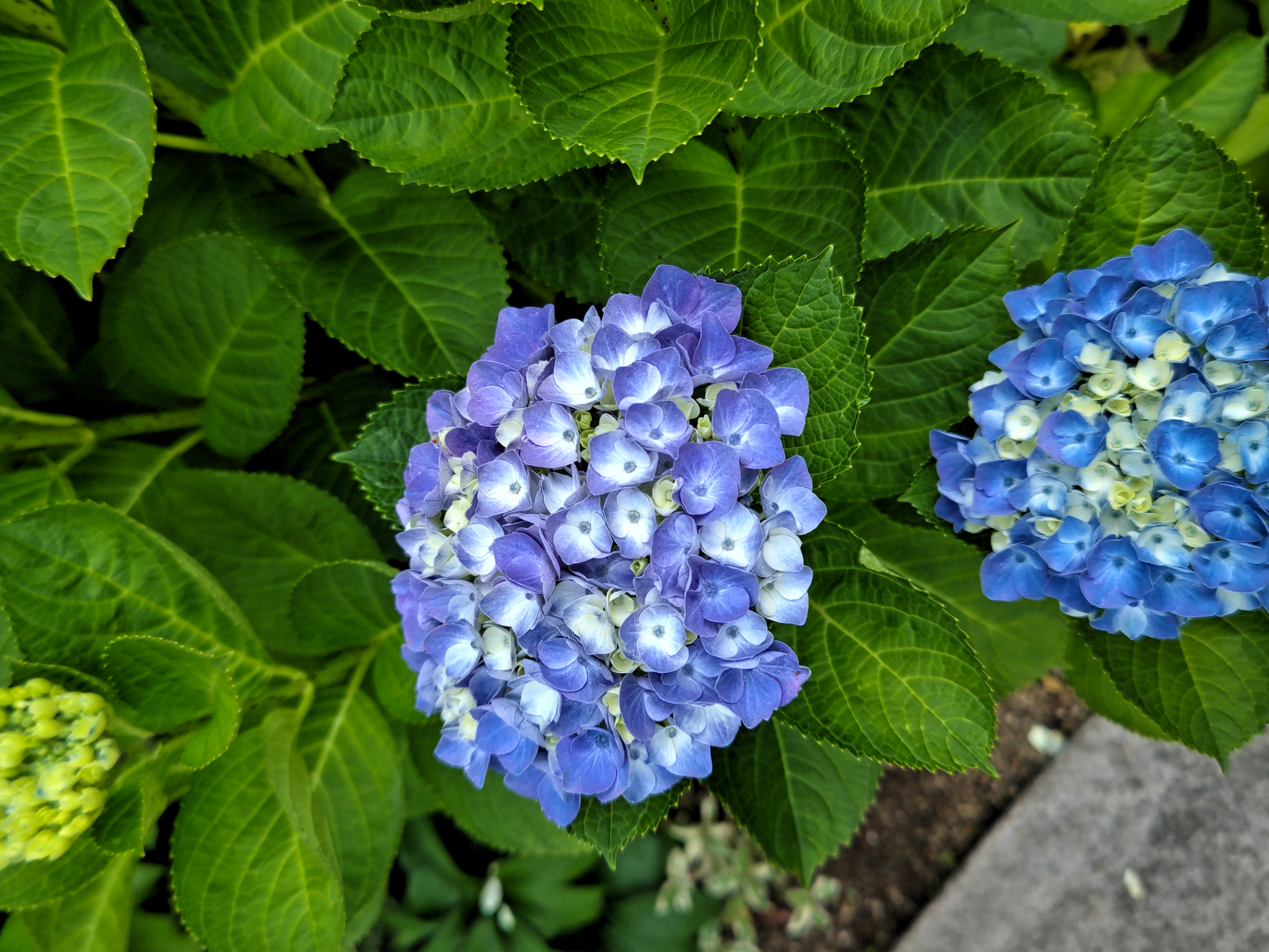 四季のガーデン～紫陽花特集～｜ウェルシーズンのスタッフによる浜松